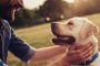 دراسة: امتلاك كلب يزيد من فرص ارتباطك.. 