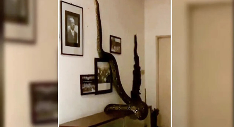 بالفيديو ..ثعبان ضخم يقتحم منزل مواطن تايلاندي  ويعبث بمحتوياته