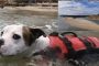 في مشهد بطولي.. كلب ينقذ صبيا كان على وشك الغرق (فيديو)