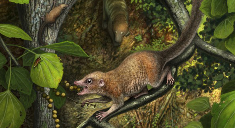 اكتشاف بقايا أقدم حيوان في العالم يعود تاريخه لنحو 66 مليون سنة!