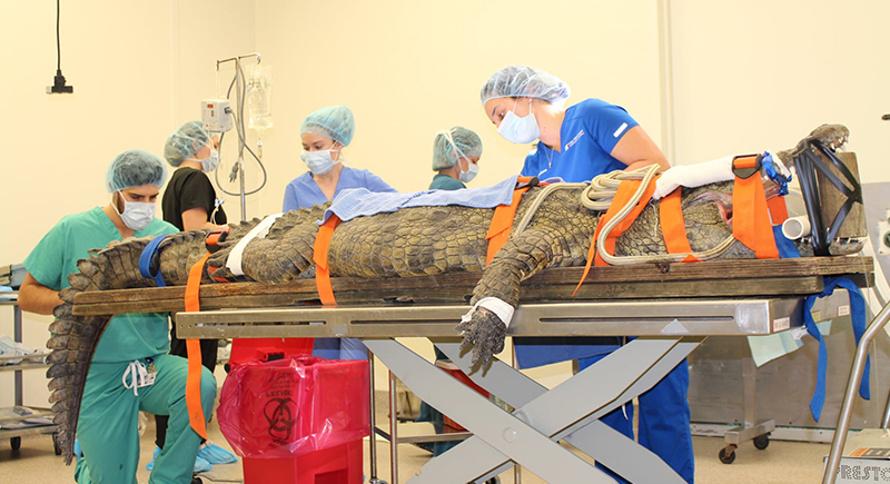 تمساح يخضع لعملية جراحية لاستخراج حذاء من بطنه
