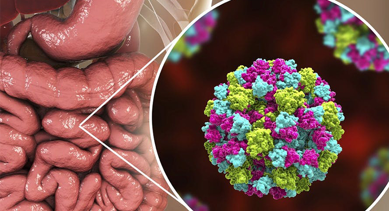 اكتشاف 140 ألف فيروس في أمعاء الإنسان