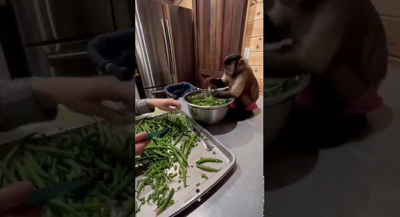 ‏قرد صغير يساعد مربيته في المطبخ (فيديو)