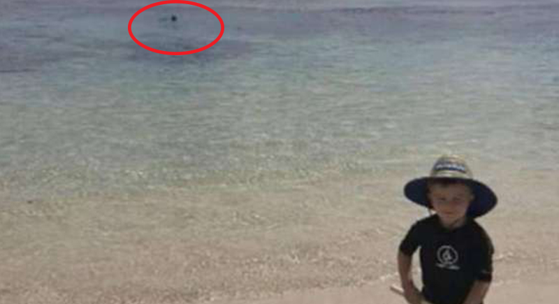 صورة توثق مشهد صادم.. طفل يلعب على الشاطئ والقرش يأكل الأب في المياه