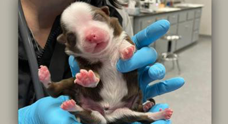 ولادة كلب بست أرجل وذيلين في الولايات المتحدة! (فيديو)