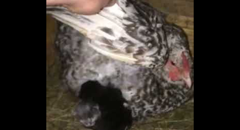 دجاجة تحضن 7 قطط صغيرة عمياء وترعاها (فيديو)