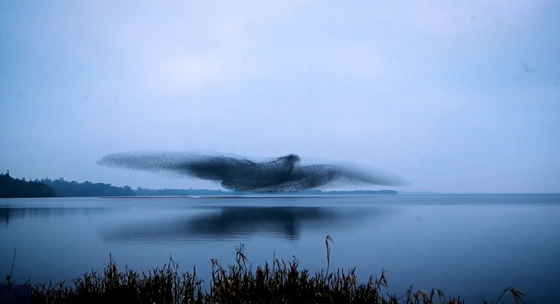 آلاف الطيور تتجمع بشكل مبهر على شكل طائر عملاق في سماء إيرلندا (فيديو)