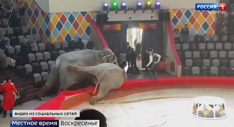 واقعة مأساوية.. فيل يهاجم موظفا في سيرك قازان (فيديو)