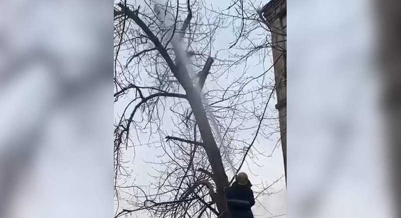 رجال الإطفاء ينقذون قطة عالقة على شجرة بطريقة غريبة (فيديو)