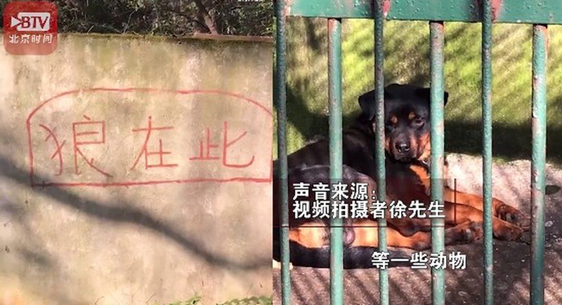 أغرب خدعة قامت بها حديقة حيوان صينية بكلب أليف