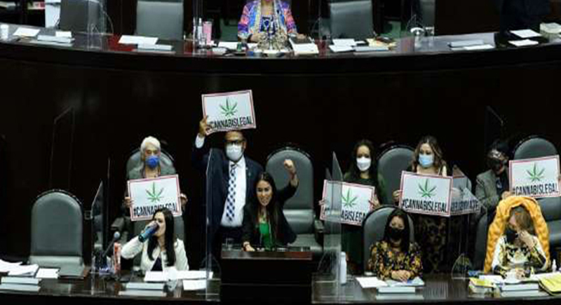 البرلمان المكسيكي يسمح باستهلاك وتجارة وتصدير الماريخوانا (فيديو)