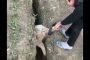 خروف سيئ الحظ.. بعد إنقاذه من الحفرة يقفز ليقع فيها مجددا (فيديو)