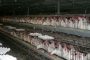 الدنمارك تُعدم آلاف الطيور خشية من الانفلونزا