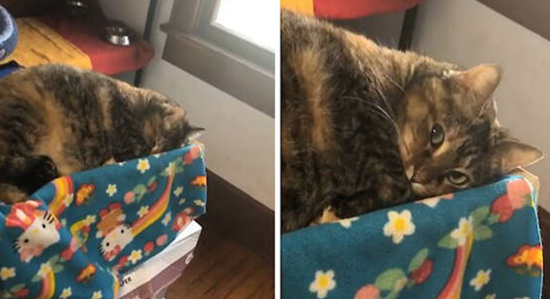 قطة تتظاهر بالنوم لعدم تناول اقراص منع الحمل (فيديو)