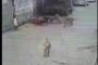 فيديو صادم لمجموعة كلاب تهاجم طفلة أثناء سيرها بالشارع