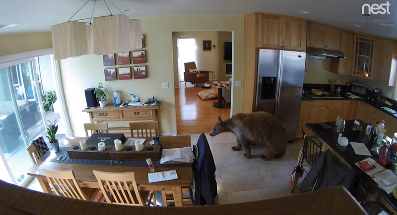 كلب صغير يهاجم دبا عملاقا في أروقه منزل صاحبه (فيديو)