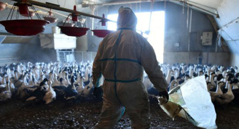 اليابان تُعدم 40 ألف دجاجة بعد انتشار جديد لأنفلونزا الطيور