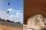 السماء تمطر فئرانا.. مقطع فيديو يثير الرعب لظاهرة غريبة في أستراليا (فيديو)