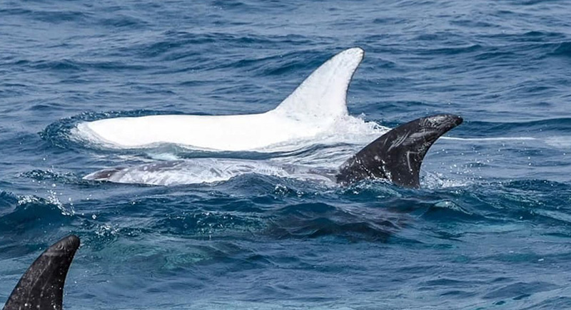 دلفين أبيض وغريب يظهر من الأعماق ويترك العلماء بحالة ذهول (فيديو)