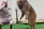 سعودي يبهر العالم بتعامله مع الحيوانات المفترسة (فيديو)