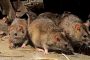 مأساة في الهند.. فئران تأكل أجزاء من جسد رضيع في مستشفى حكومي