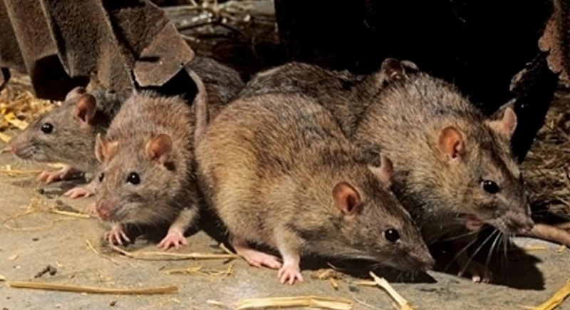 مأساة في الهند.. فئران تأكل أجزاء من جسد رضيع في مستشفى حكومي