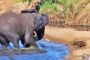 فيل غاضب يهجم على صغير فرس النهر ويكاد يقتله (فيديو)