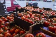 وسط الأزمة الدبلوماسية.. إسبانيا تشن حربا ضد الطماطم المغربية