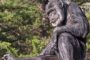 شمبانزي معمر يموت عن 63 عاما في حديقة حيوان أمريكية