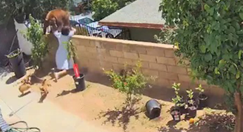 امرأة تنقض على دب دفاعا عن كلابها (فيديو)
