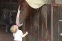 فتاة صغيرة ترحب بالأحصنة بقبلات طريفة (فيديو)
