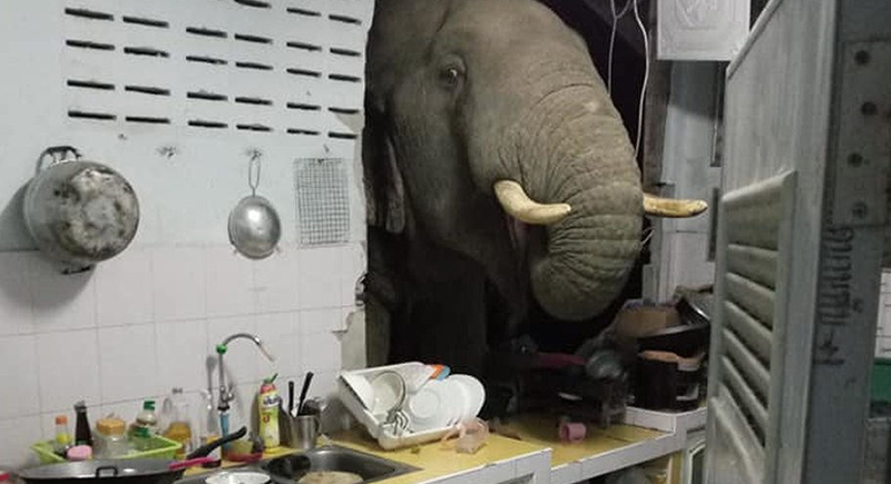 فيل جائع يخترق جدران المنزل بحثا عن طعام في تايلند (فيديو)