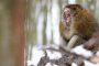 ينتقل من الحيوان إلى الإنسان: ظهور فيروس ''جدري القردة'' في بريطانيا