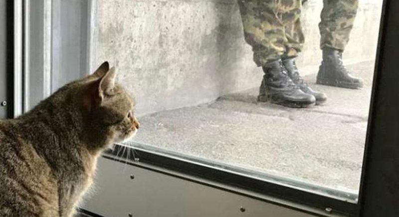 قطة تؤدي حركات عسكرية باحترافية (فيديو)