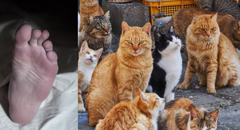 مشهد صادم.. 7 قطط تأكل نصف جسد مربيتها دون رحمة