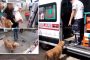 كلب يركض مسافة طويلة خلف سيارة إسعاف نقلت صاحبه إلى مركز طبي  (فيديو)