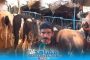 بالفيديو.. عيد الأضحى.. شاهد أسعار البقر بسوق الهراويين بالبيضاء