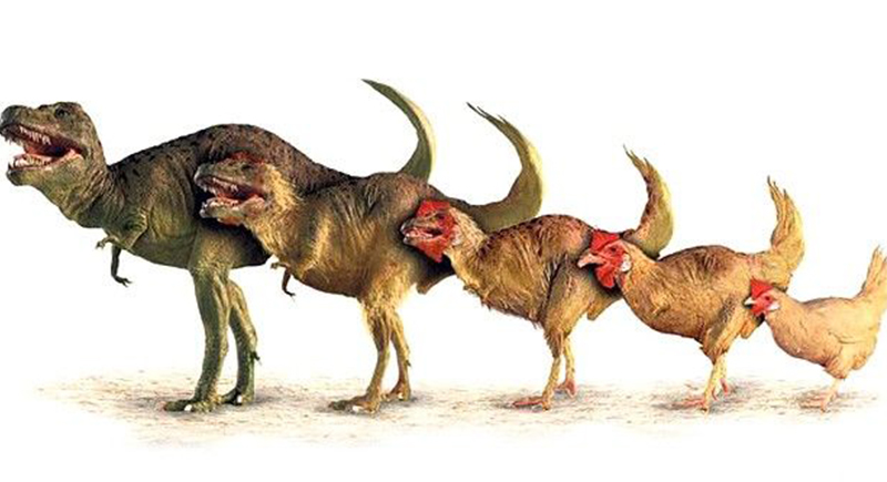 علماء يزعمون: الدجاج حفيد الديناصورات