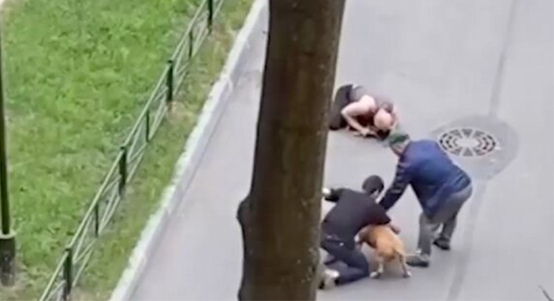 رجل يحمي كلبه الأليف بجسده من هجوم كلاب مفترسة (فيديو)