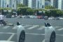 رجل مسن يساعد البط على عبور الطريق (فيديو)