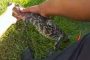 تمساح يقتحم حوض سباحة منزلي (فيديو)