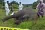 ضبط 5 رجال لتورطهم في قطع رأس فيل بإندونيسيا