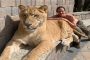 تعرف على هرقل أضخم نمر في العالم (صور)