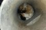 إنقاذ قطة علقت داخل عمود إنارة (فيديو)