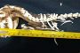 مواطن يعثر على بقايا ديناصور يعود لملايين السنين: حجمه 15 سنتيمترا