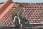 عصابة من القرود تثير الرعب في ماليزيا: تسرق من البيوت وتخطف