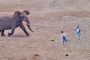 قطيع فيلة يهاجم مجموعة سياحية في حديقة كروجر الأفريقية (فيديو)