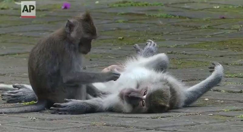 القرود تغزو منازل السكان في جزيرة بالي بحثا عن الطعام (فيديو)