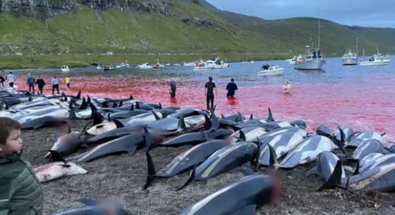 مذبحة دلافين تحول لون البحر إلى الأحمر