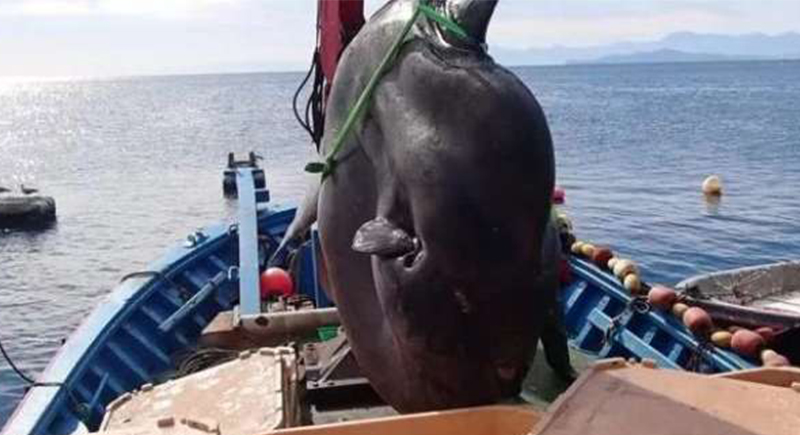 صيادون يمسكون أكبر سمكة بالعالم في البحر المتوسط: وزنها 2000 كجم (فيديو)